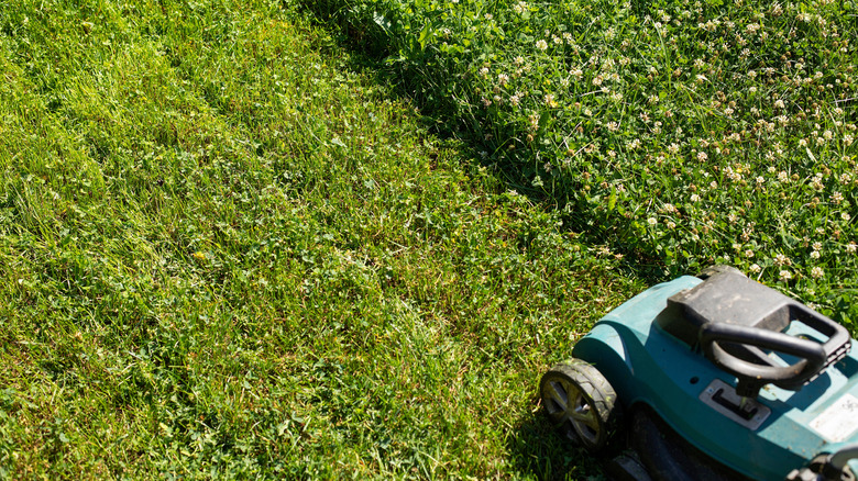 Yoncayı kesen bir çim biçme makinesi