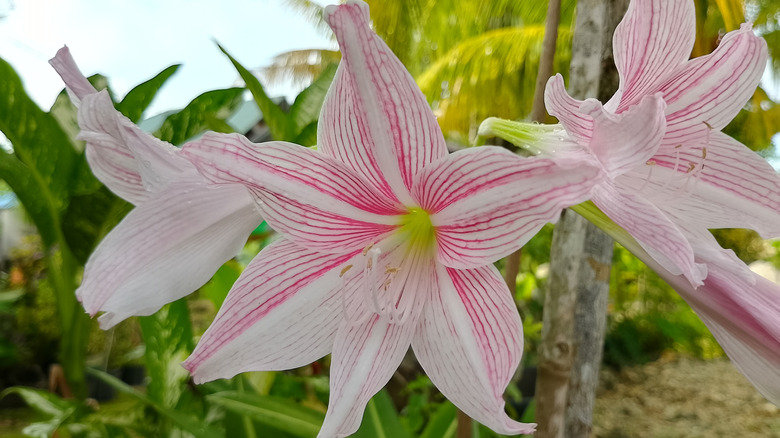 Bahçede büyüyen üç pembe ve beyaz Amaryllis belladonna çiçeği