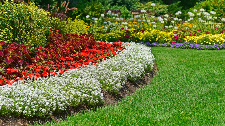 Beyaz tatlı alyssum bitkileriyle çevrelenmiş, kırmızı coleus ve kırmızı impatienslerden oluşan bir bahçe yatağı.