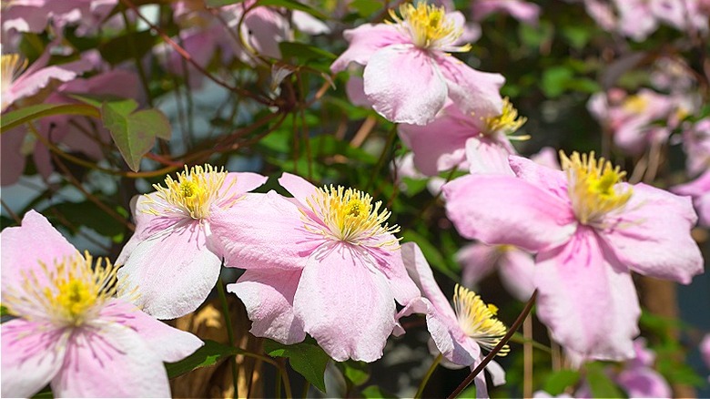 Clematis montana çiçek açıyor