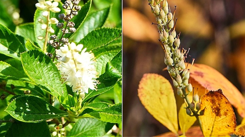 Sonbaharda beyaz çiçekler ve bitkiyle açan Clethra alnifolia'nın bölünmüş görüntüsü