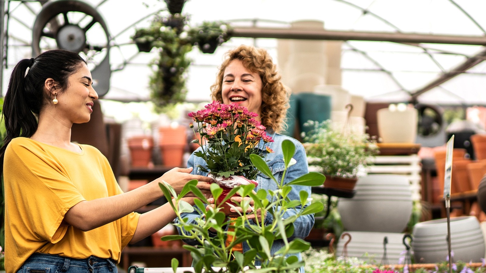 Ortancaları Seviyorsanız Büyümek İçin Daha Az Bakım Gerektiren Alternatif