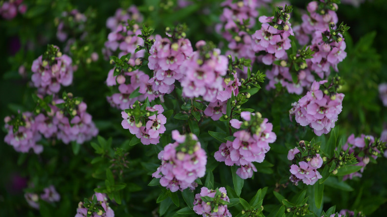 Açık mor ve sarı Angelonia angustifolia yakından, çiçeklerle dolu birkaç sapa odaklanıyor