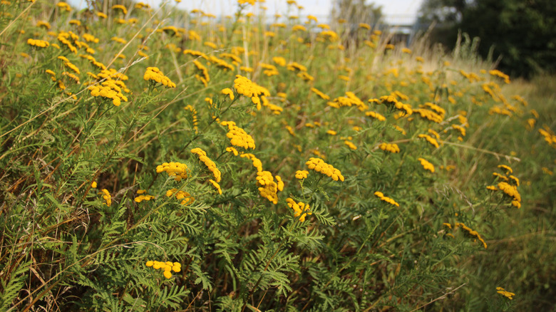 Bir çayırda büyüyen bir sürü parlak sarı çiçekli Achillea ageratum.