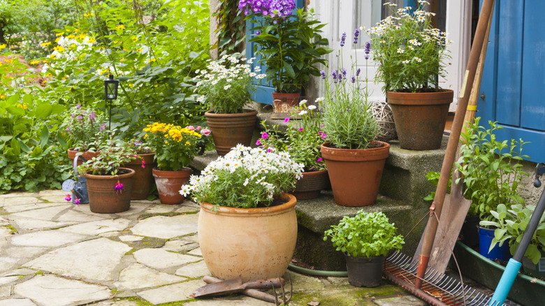 Verandada pişmiş toprak bahçe saksıları