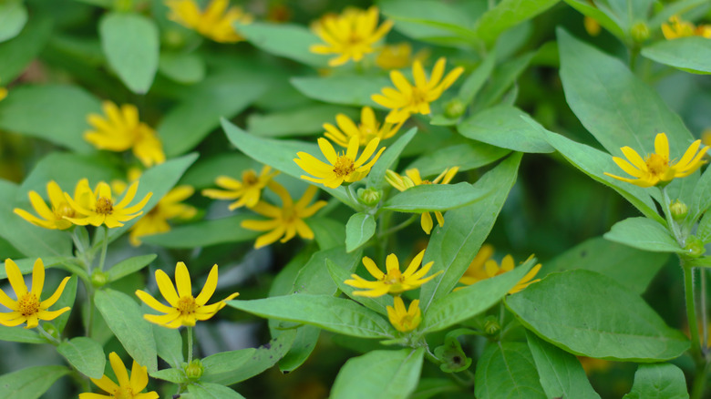Melampodium divaricatum'un yakından görünümü
