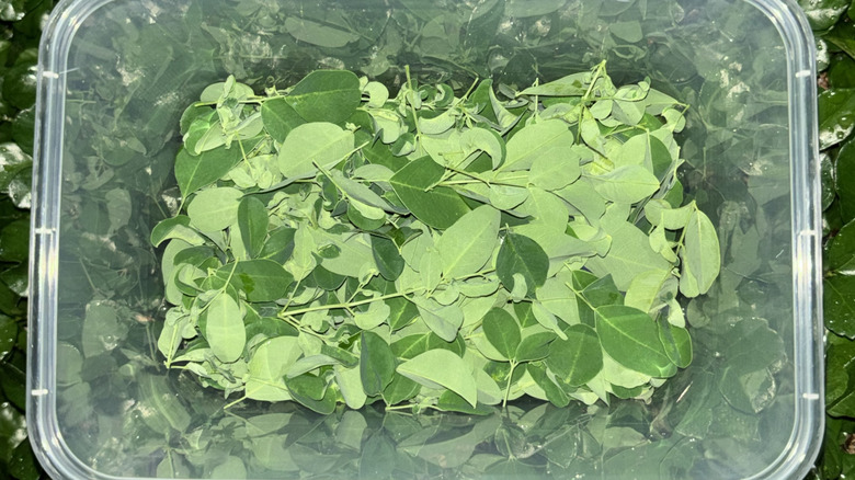 Moringa yaprakları çaya dönüştürülmeye hazırdır.