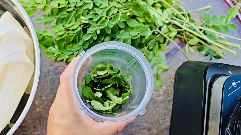 Moringa yaprakları smoothie blender bardağında