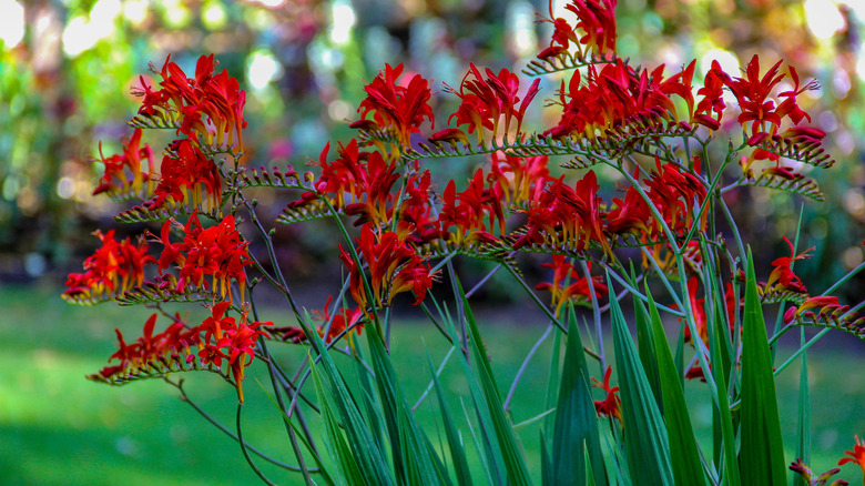 Büyük bir bahçede büyüyen kırmızı çiçekli Crocosmia 'Lucifer'.