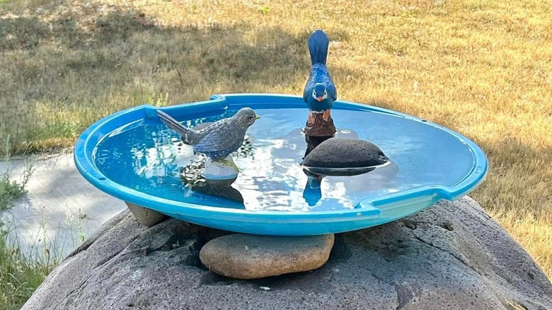 Su, büyük kayalar ve iki sahte kuşla dolu yuvarlak mavi bir kar tabağı bir kayanın üzerinde duruyor.