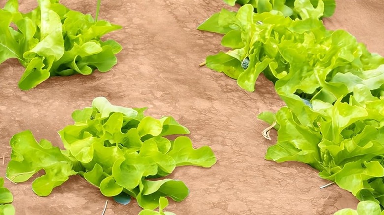 Yabani otların büyümesini önlemek için jüt altına ekilen marullar