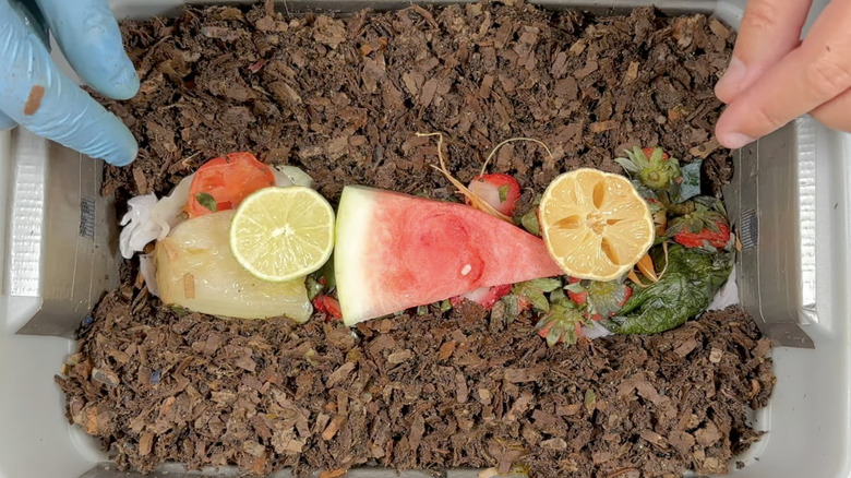 Bir limon ve bir limon, solucan kutusunun tepesinde diğer meyvelerin yanında duruyor.