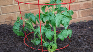 Yanlış Türde Domates Kafesini mi Kullandınız?
