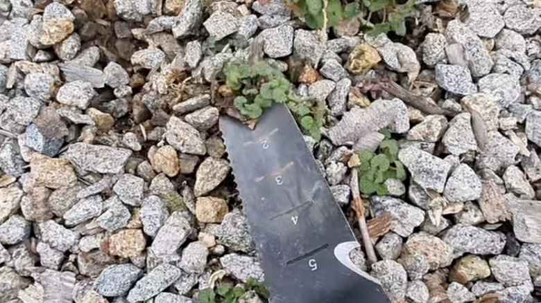 Bir kişi çakıllı garaj yolunda yabani otları kazmak için hori-hori kullanıyor.