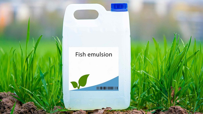 Çim bıçaklarının arasında duran bir şişe balık emülsiyon gübresi
