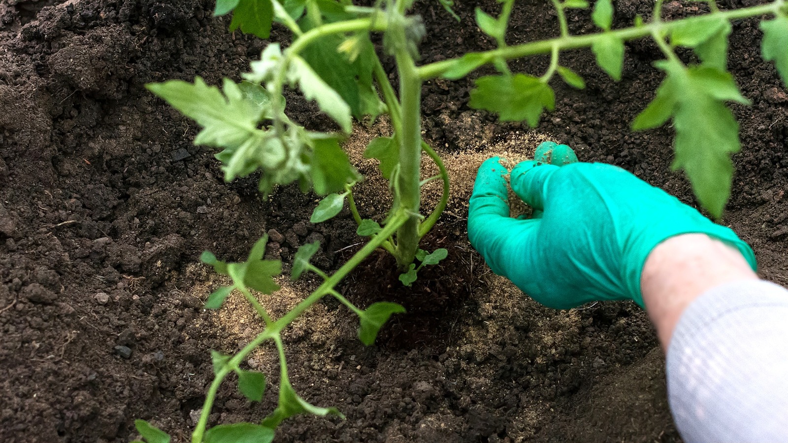 Kemik Unu Değil – Harika Bir Domates Gübresi Olan Başka Bir Doğal Malzeme