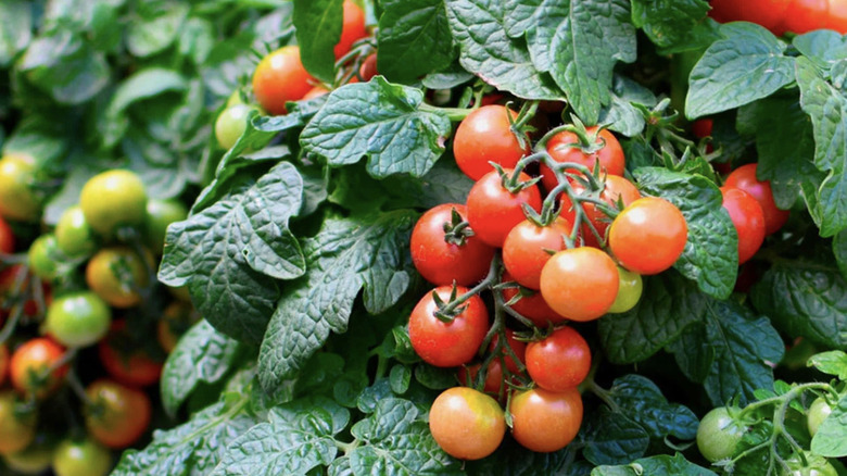 Bir konteynerin kenarından dökülen 'Cherry Falls' domatesleri