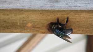 Alternatif Bir Malzemeyle Marangoz Arıların Ahşap Güvertelere ve Çitlere Zarar Vermesini Önleyin