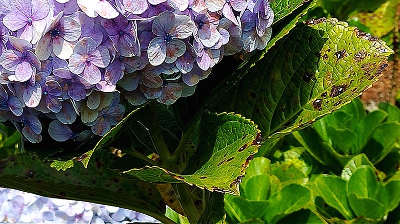 Yaprakları Cercospora yaprak lekesinden etkilenen leylak ortanca çalısı