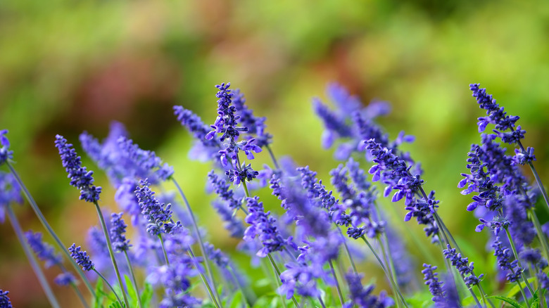 Salvia farinacea mor mavi çiçeklerle çiçek açıyor