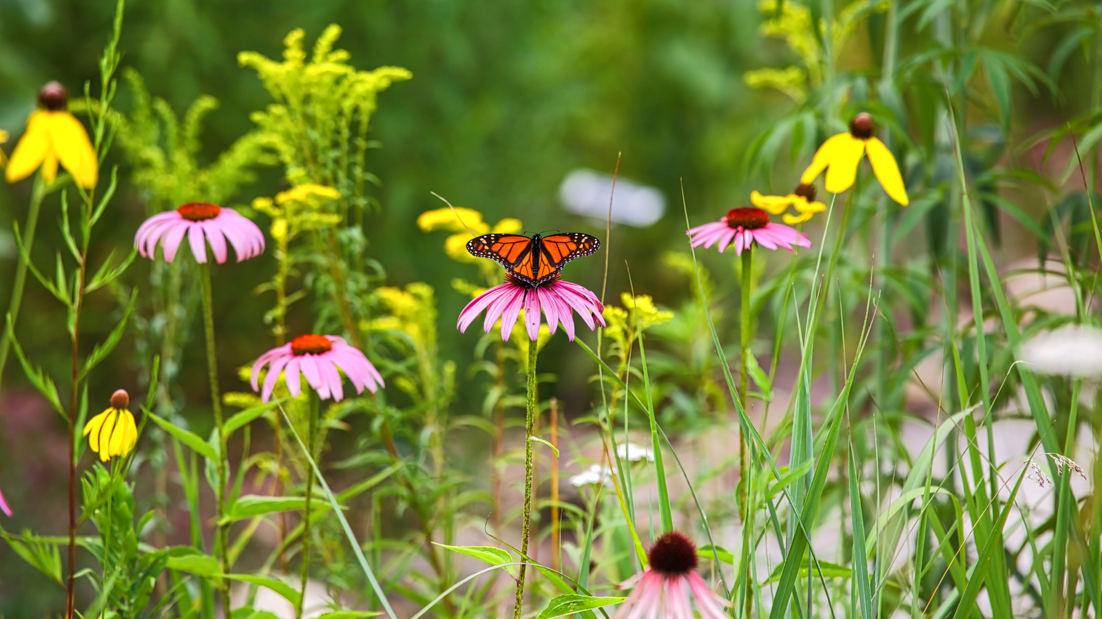 Süt Otu veya Koni Çiçeği Değil: Kelebeklerin Sevdiği Sarı Güneşli Yıllık Çiçek