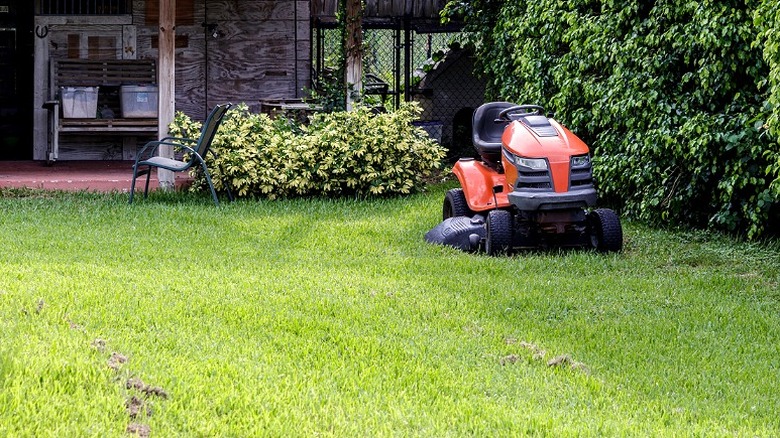 Bermuda çimlerini kesmek için kullanılan turuncu bir çim biçme makinesi çimlerin arasına park edilmiş durumda.