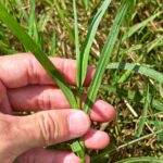 Bermuda Çimlerinin Yaz Sıcağında Hayatta Kalmasına Yardımcı Olacak Çim Biçme Makinesi İpucu