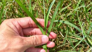 Bermuda Çimlerinin Yaz Sıcağında Hayatta Kalmasına Yardımcı Olacak Çim Biçme Makinesi İpucu