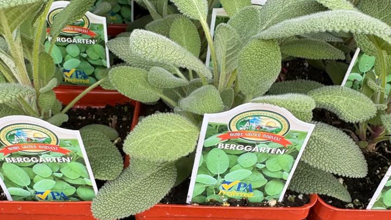 Küçük kaplarda satın alınmaya hazır etiketli genç 'Berggarten' adaçayı bitkileri.
