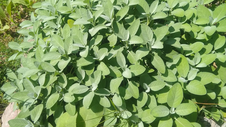 Bir bahçede yoğun, yeşil bir öbek içinde büyüyen 'Berggarten' adaçayı bitkisi.
