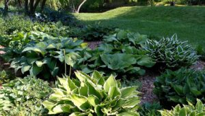 Hostas Değil, Impatiens Değil: Gölgeli Çiçek Tarhlarınızda Büyüyen Gerçek Mavi Çok Yıllık