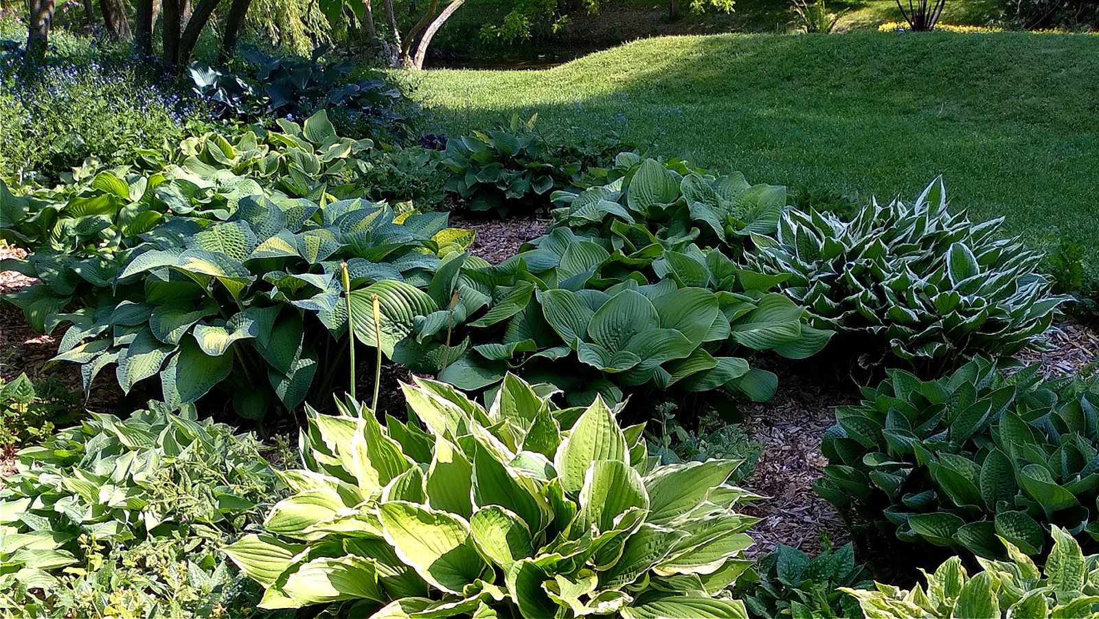Hostas Değil, Impatiens Değil: Gölgeli Çiçek Tarhlarınızda Büyüyen Gerçek Mavi Çok Yıllık