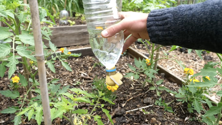 Sebzeleri sulamak için kullanılan plastik şişe ve sünger