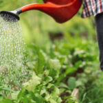 Domatesleri Sıcakta Sulu Tutmak İçin Plastik Şişe Nasıl Kullanılır
