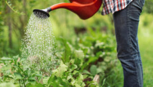 Domatesleri Sıcakta Sulu Tutmak İçin Plastik Şişe Nasıl Kullanılır