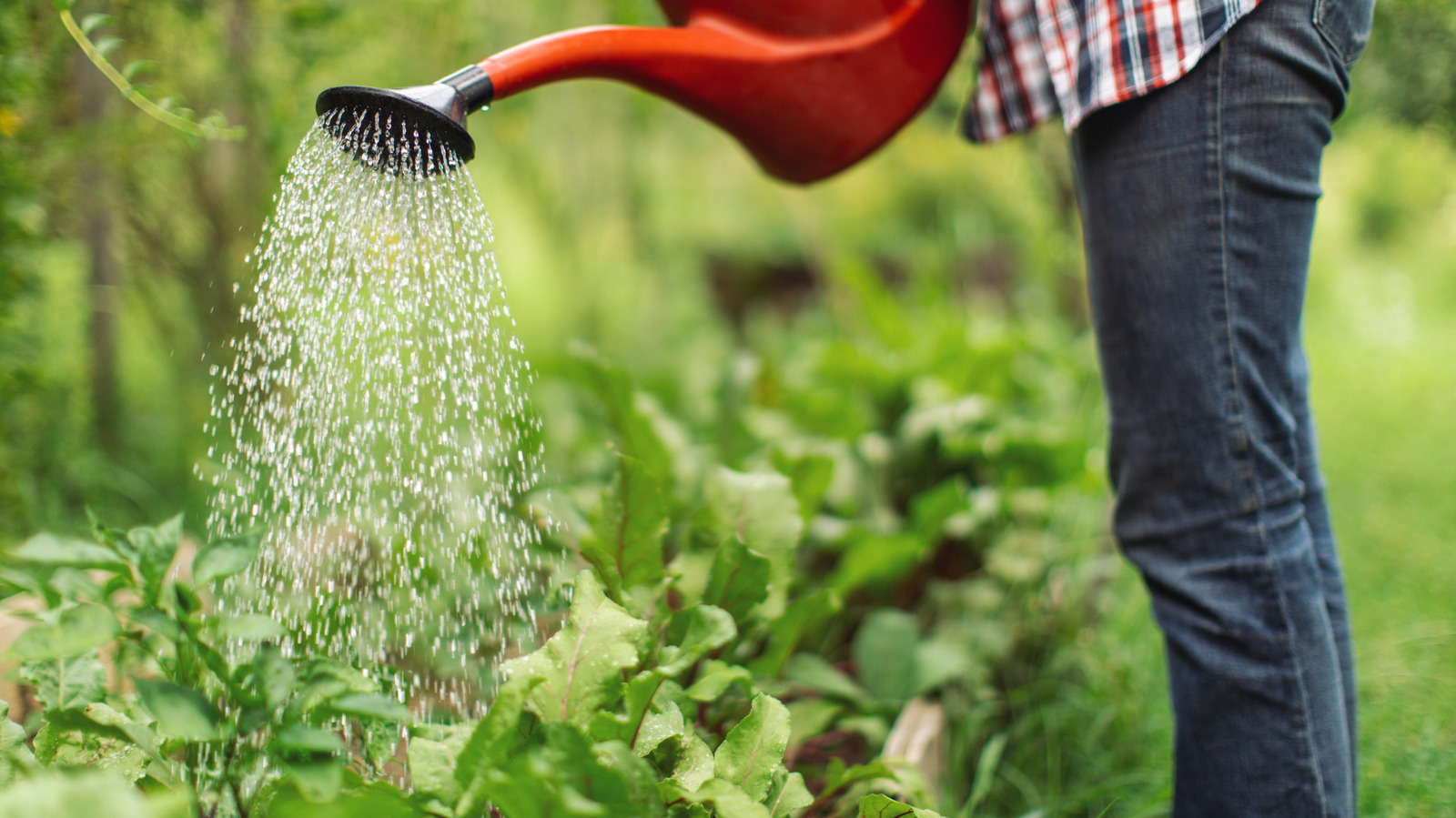 Domatesleri Sıcakta Sulu Tutmak İçin Plastik Şişe Nasıl Kullanılır