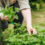 Limon Balsamını Seviyorsanız Yetiştirmeniz Gereken Narenciye Bitkisi
