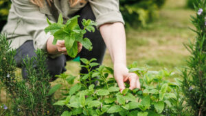 Limon Balsamını Seviyorsanız Yetiştirmeniz Gereken Narenciye Bitkisi