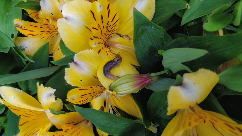 Sarı bir alstroemeria çiçeğinin yaprakları üzerinde duran bir sümüklüböcek