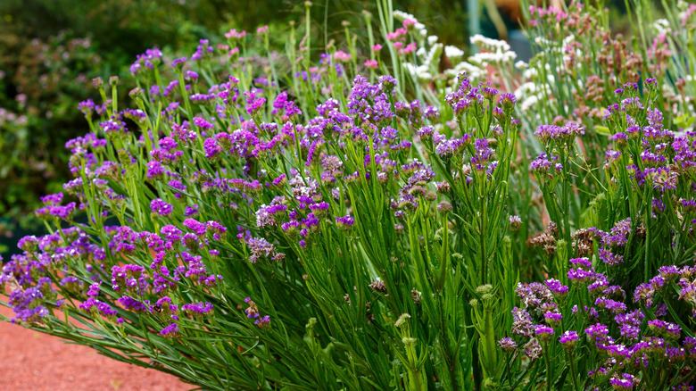 Limonium sinuatum minik mor çiçeklerle dolu bir bahçede çiçek açıyor