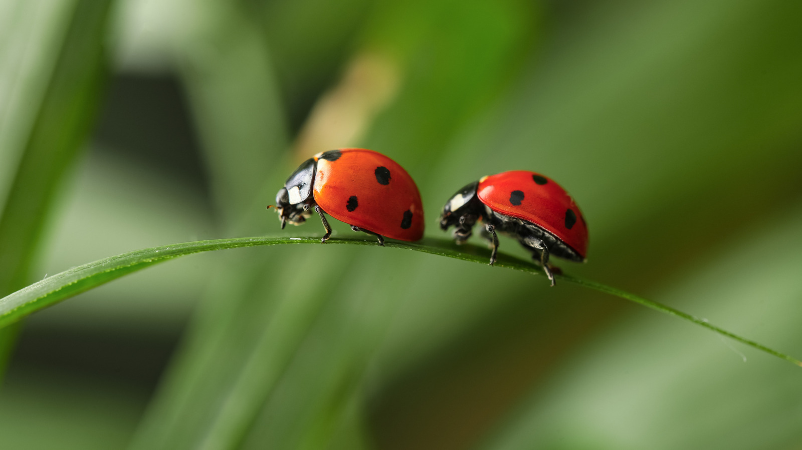 Muhtemelen Zaten Sahip Olduğunuz Bir Mutfak Zımbasını Kullanarak En Şirin Uğur Böceği Dekorunu Yapın