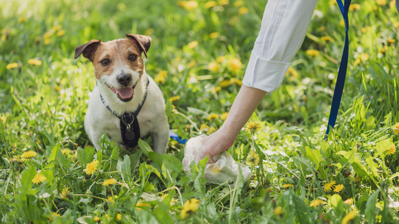 Köpek bakarken kadın köpek atıklarını toplamak için duş başlığı kullanıyor.