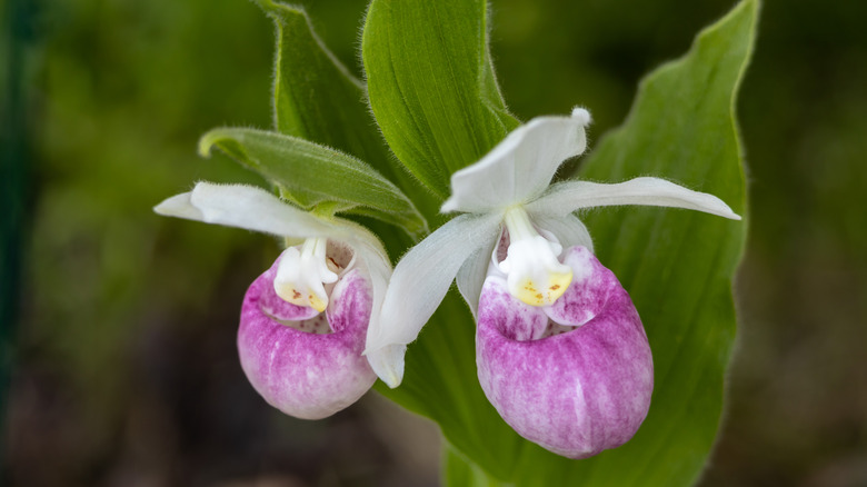 İki çiçekle çiçek açan bir Cypripedium orkidesi.