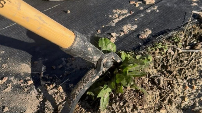 Büyükbabanın Ot Temizleme Aracı kirden yabani otları temizliyor.