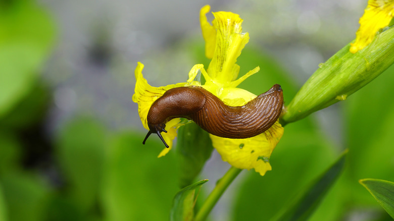 Kırmızı sümüklüböcek (Arion rufus) veya İspanyol sümüklüböcek (Arion vulgaris), sarı irisin çiçekleri ile beslenir.