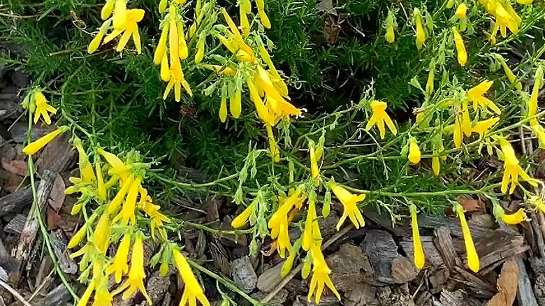 Pineleaf penstemon sarı çeşitli bitki