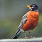 Robins Bahçenizdeki Bu Mutfak Artıklarını Bulmaktan Çok Heyecanlanacak