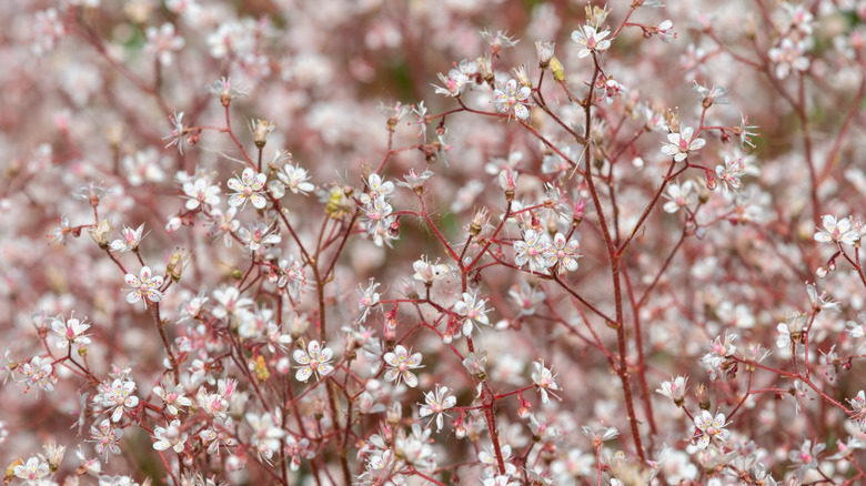 Saxifraga x urbium tarlası çiçek açıyor