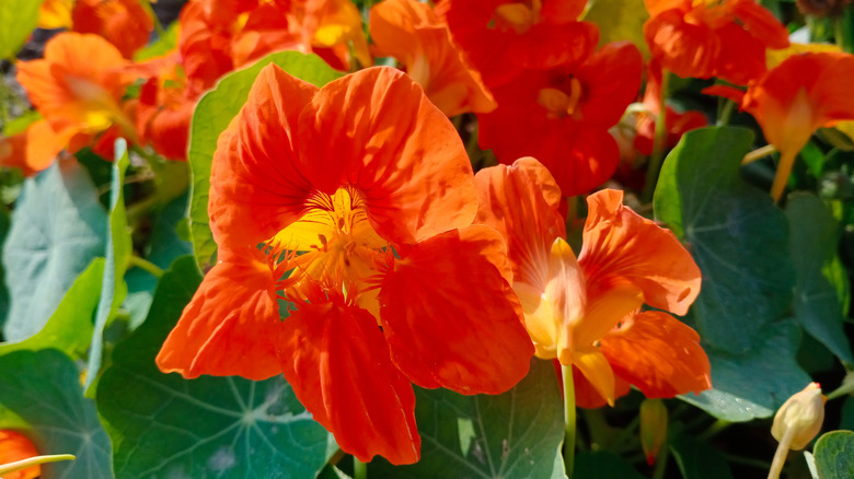 turuncu nasturtium çiçeği