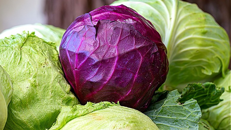 Iceberg marul, kırmızı lahana ve yeşil lahana bir arada gösterilmektedir